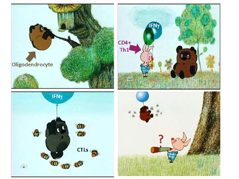 Oligodendrocyte CD4+ Th1 IFNg IFNg CTLs ?